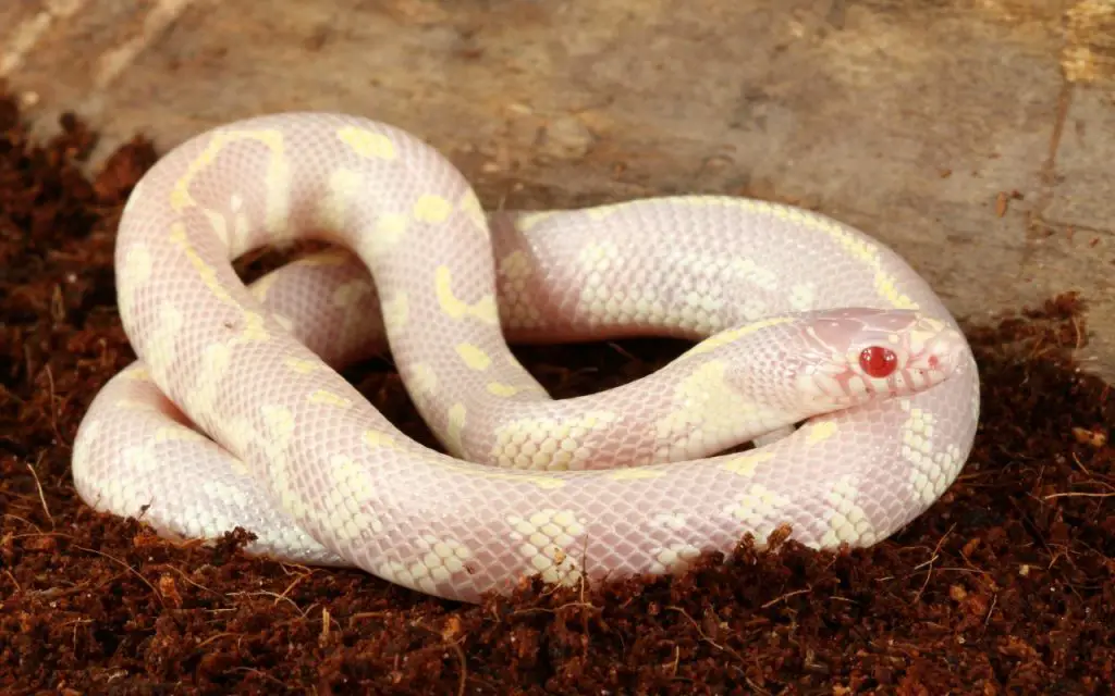 A baby albino California Kingsnake