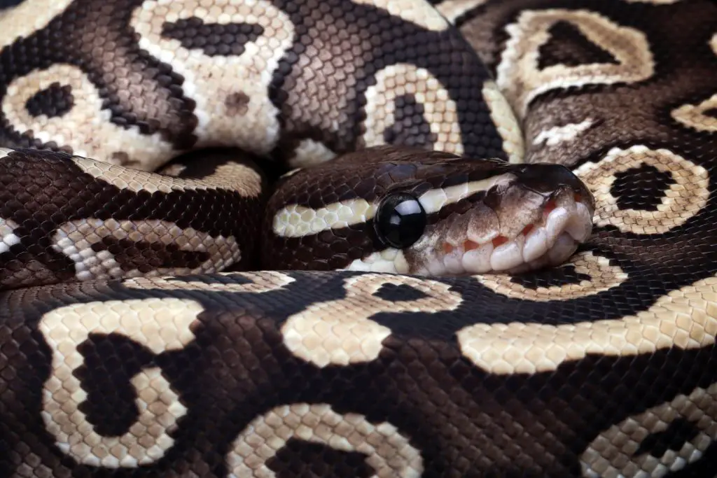 How long do Ball Pythons live?