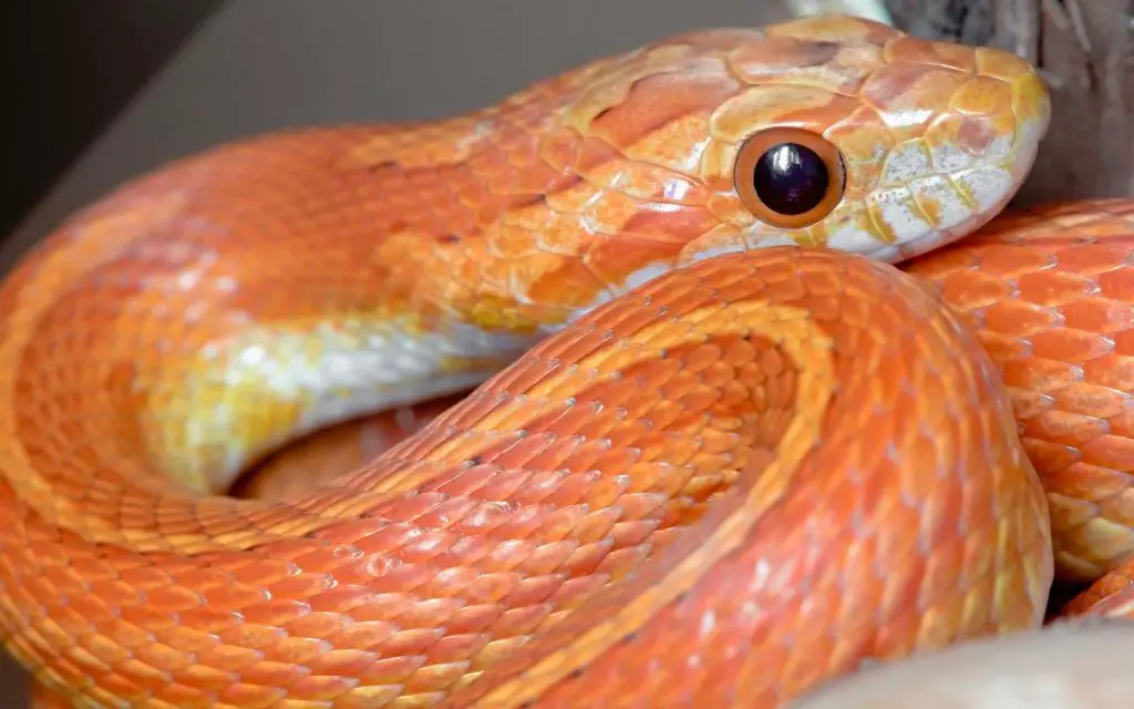 best snakes for beginners