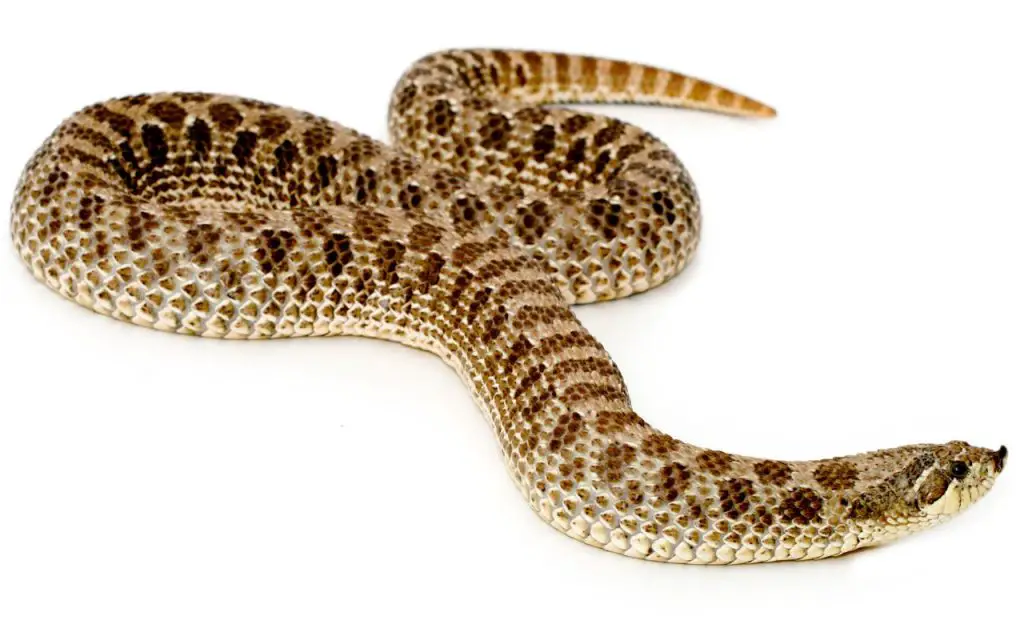 hognose snake care