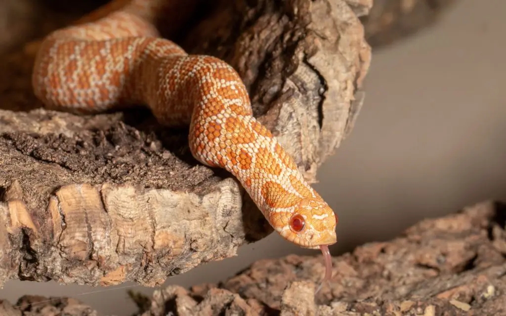 hognose snake care