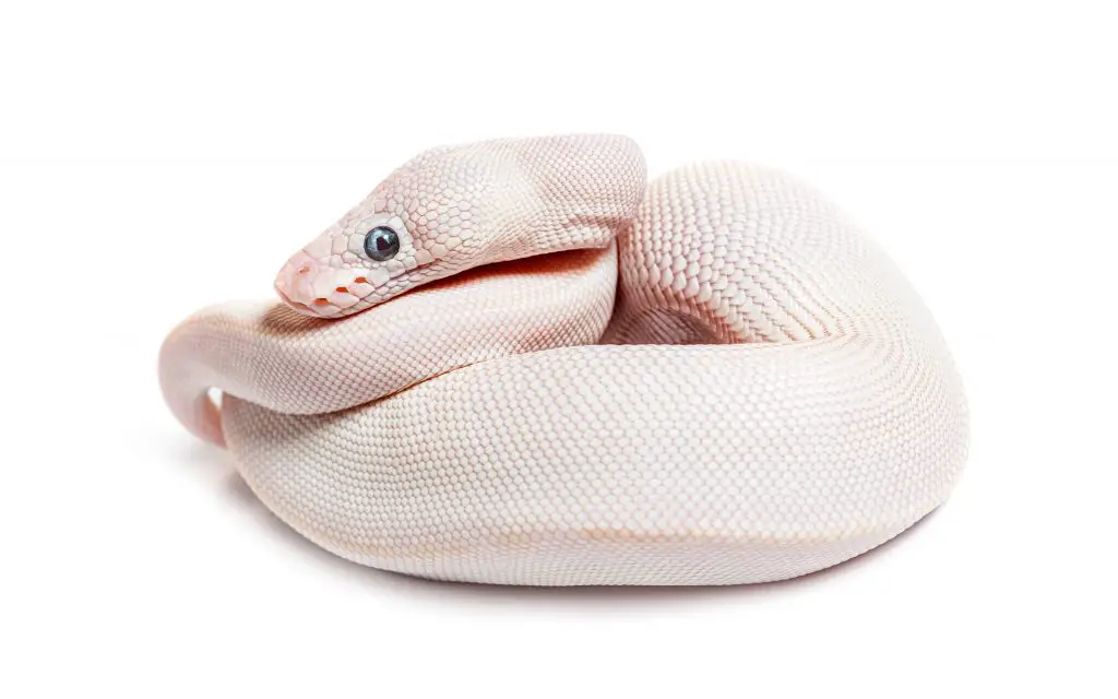 mojave ball python