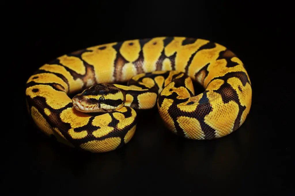 How long does it take for a ball python to grow?