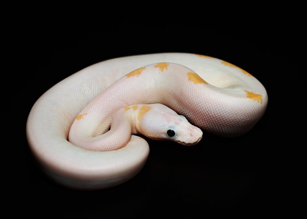 How long does it take for a ball python to grow?