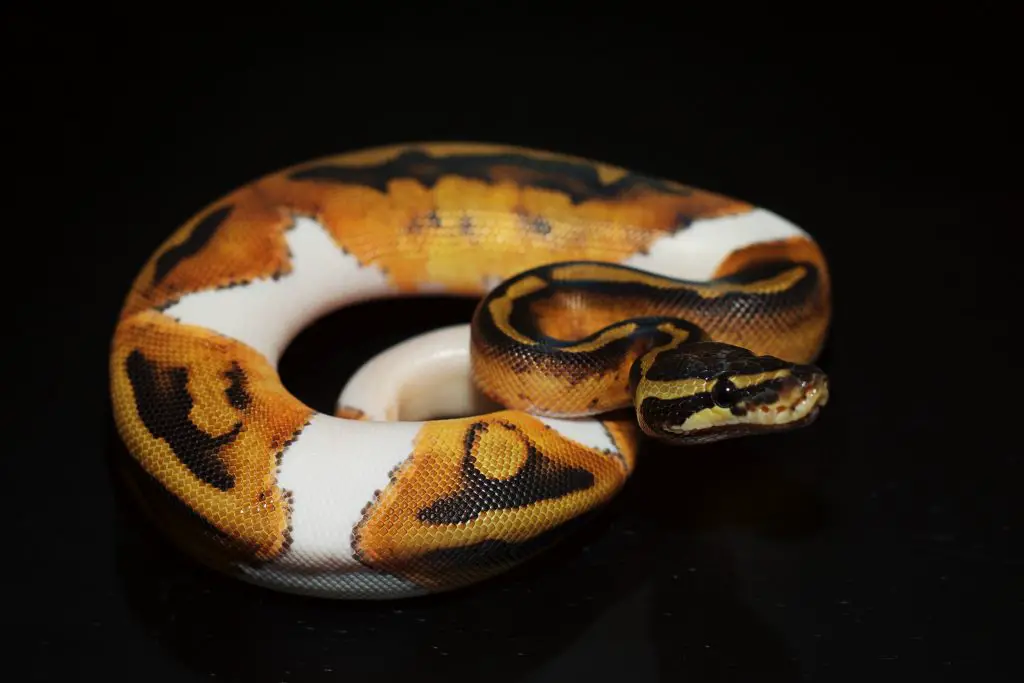 ball python lighting