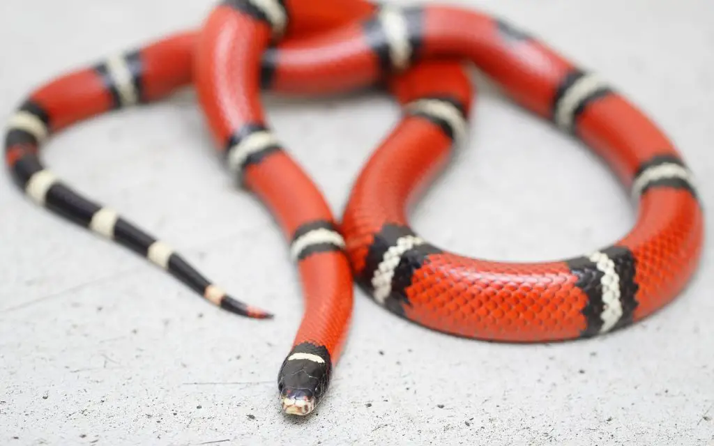 best snakes for beginners