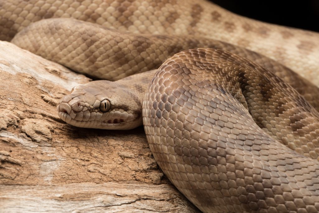 do children's pythons make good pets?