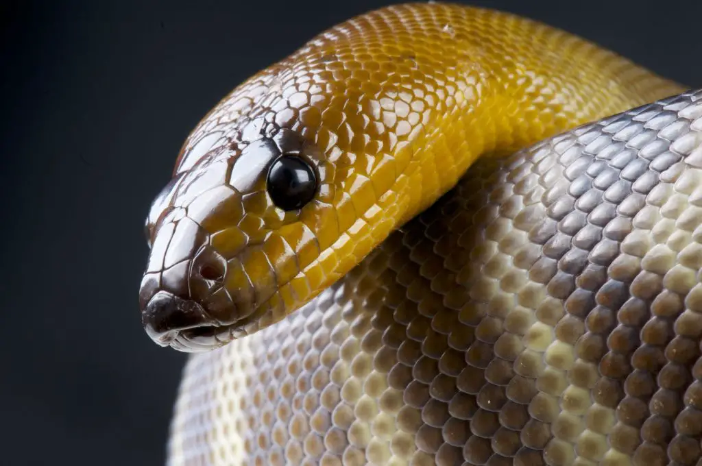 best snakes for beginners