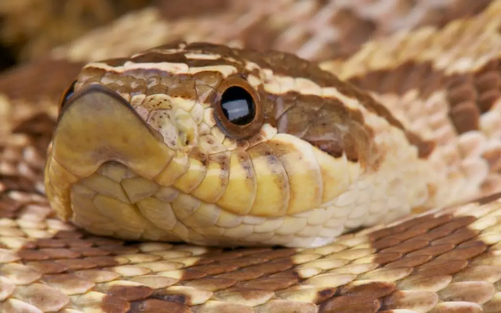 hognose snake care