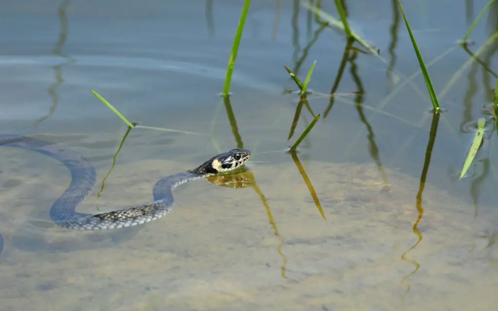 What reptiles live in the UK?