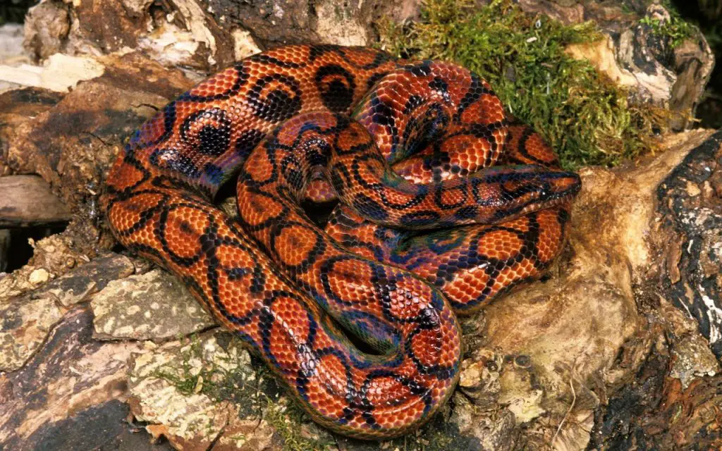 Brazilian rainbow boa care