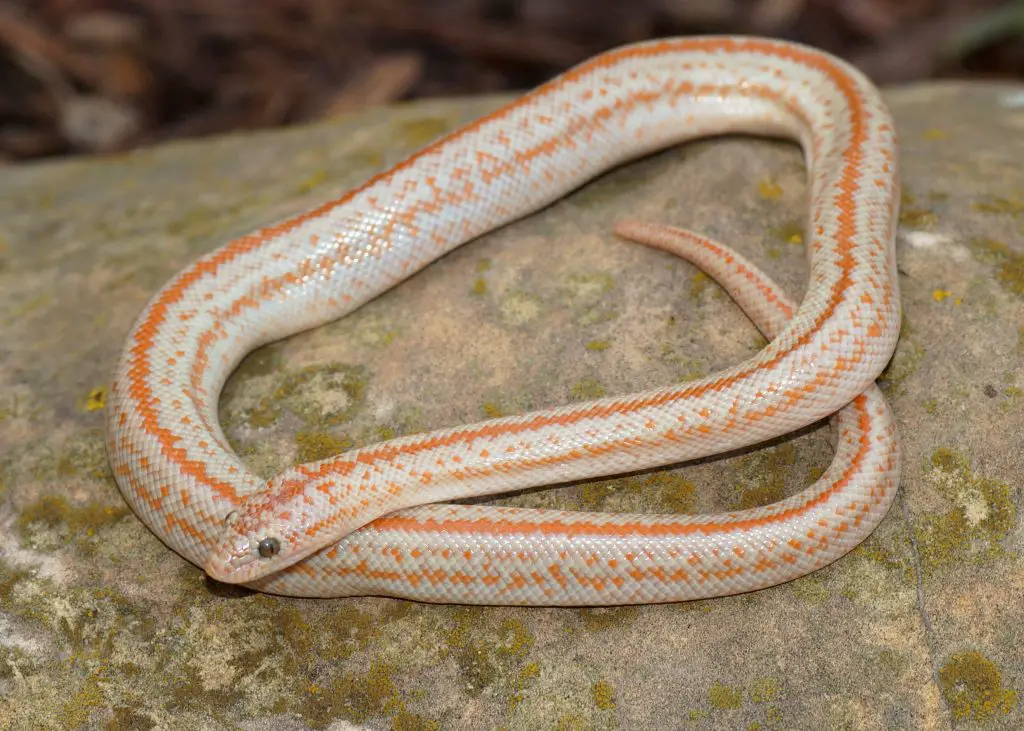 rosy boa enclosure