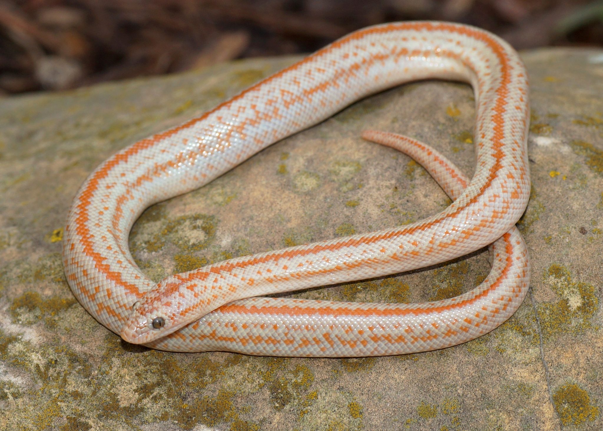 Rosy Boa Enclosure Guidelines: Size and type.