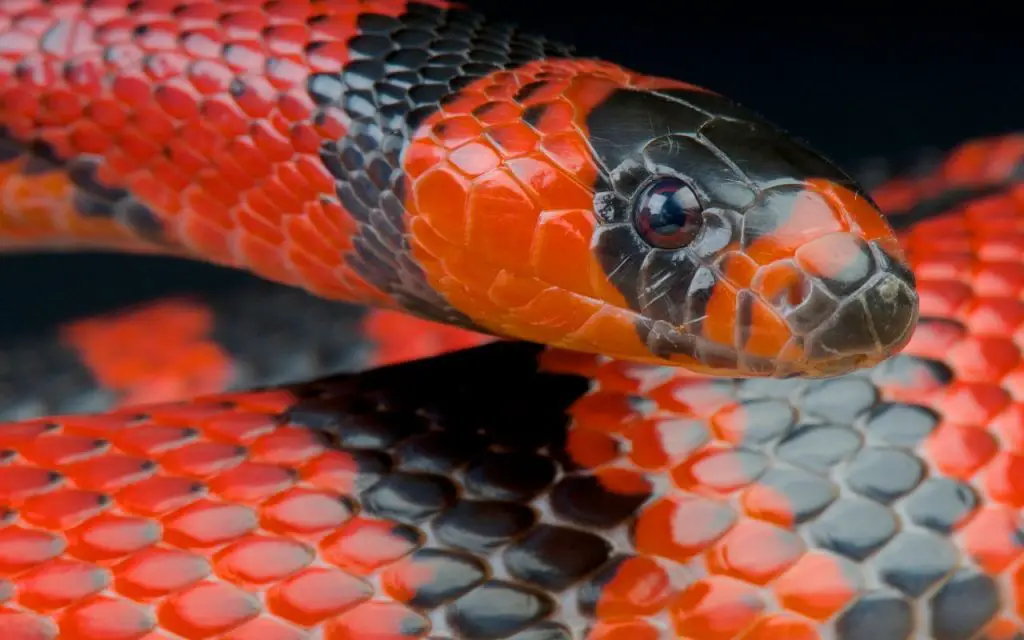 Honduran milk snake care