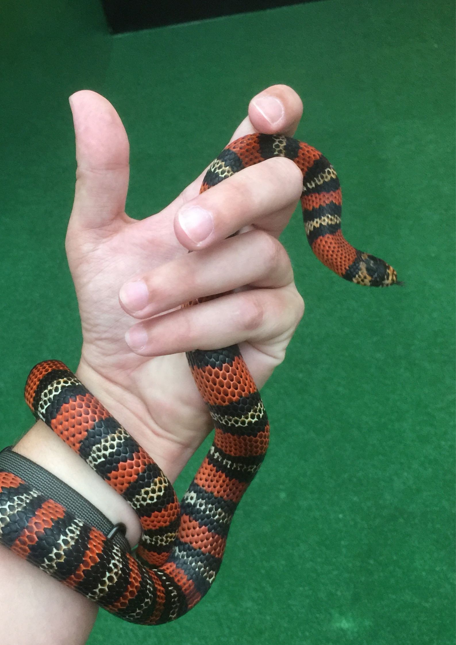 Honduran milk snake care