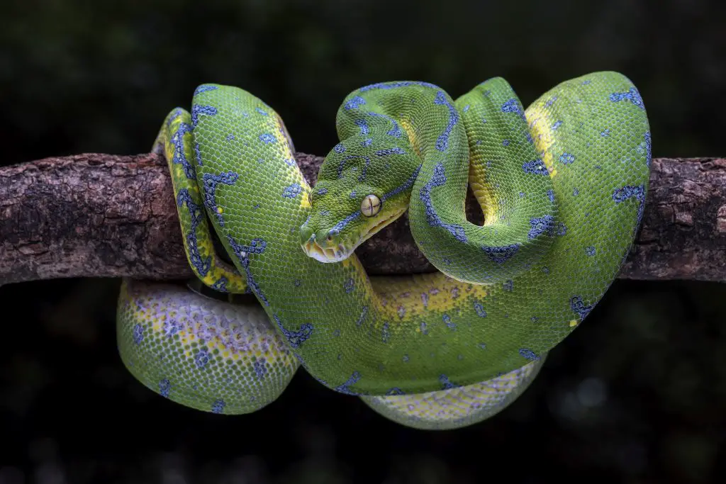 green tree python lighting