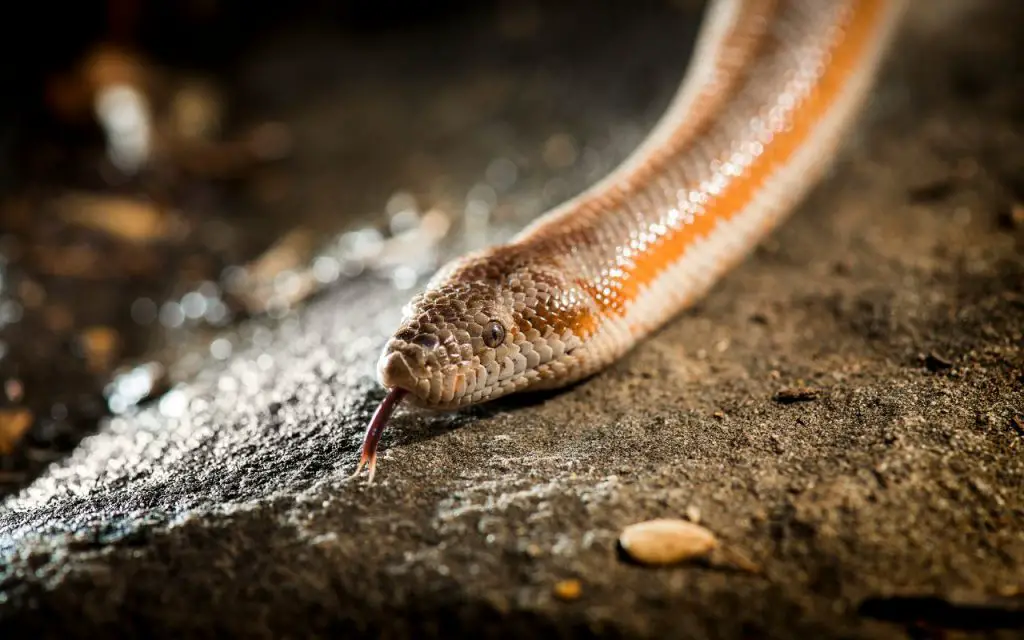 Rosy Boa Enclosure Guidelines: Size and type.