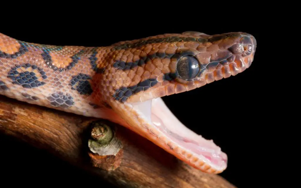 Rainbow Boa Care Sheet - Reptiles Magazine