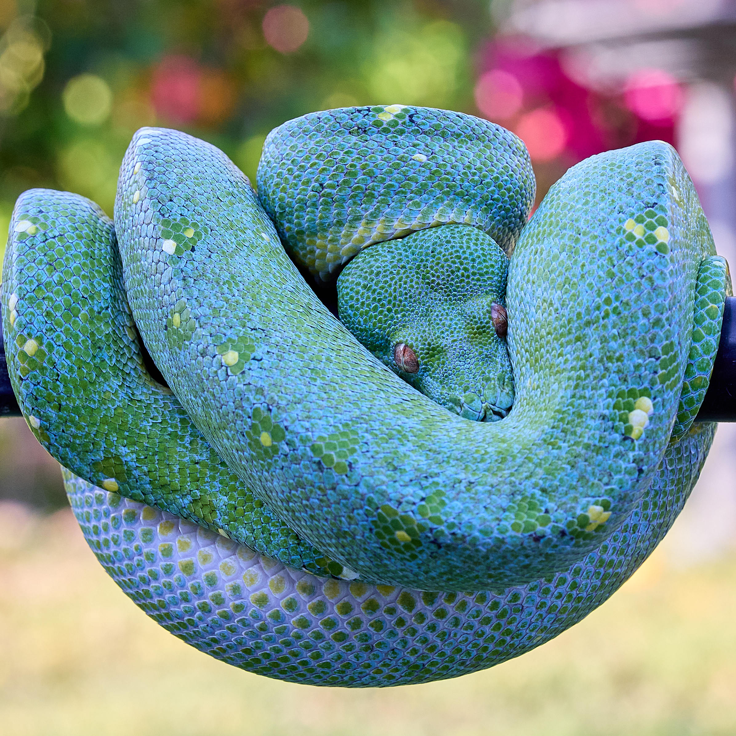 Blue Green Tree Python (Cyclops locality)