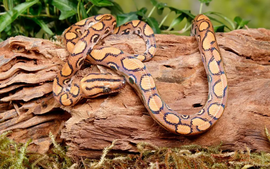 rainbow boa care