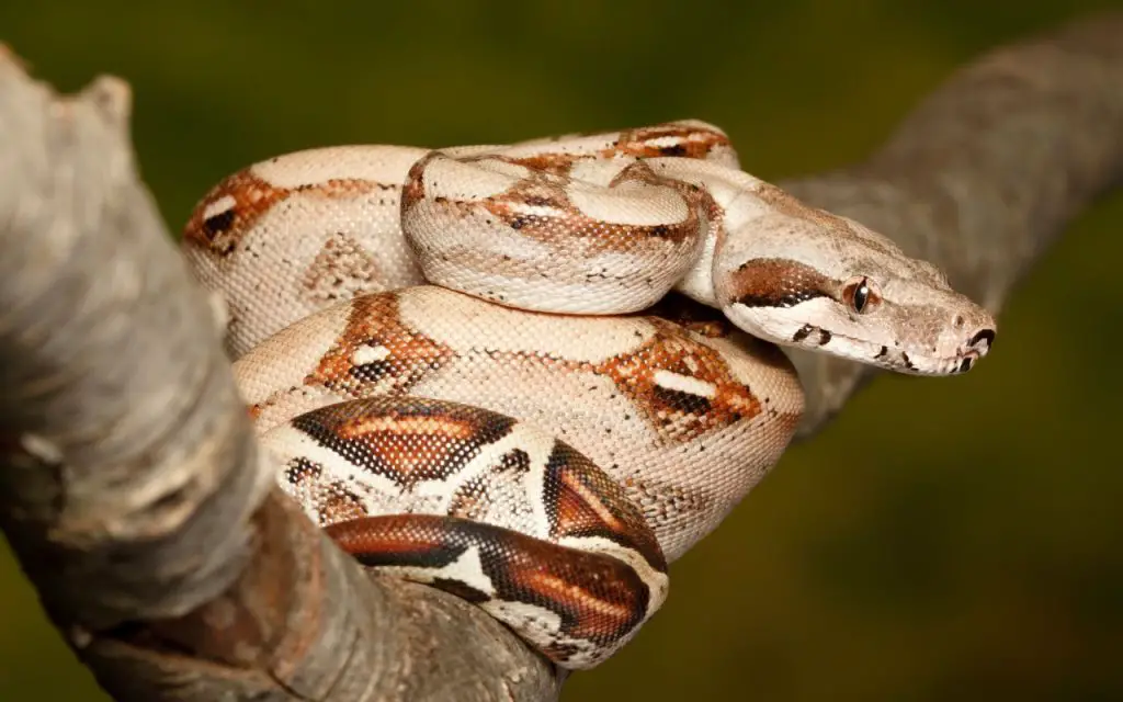 Boa constrictor husbandry