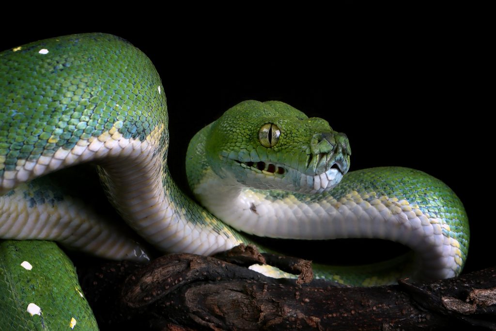 how to look after a green tree python