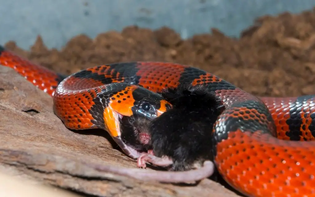 Honduran milk snake care