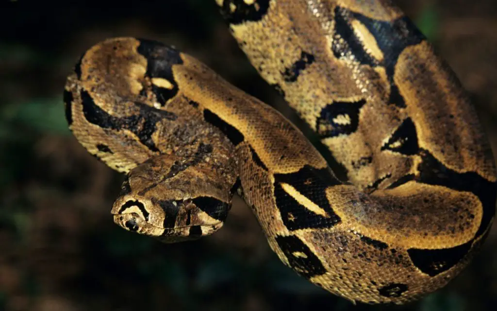 Boa constrictor husbandry