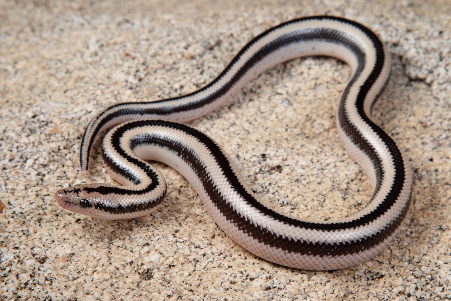 Rosy Boa Care Sheet | BALL PYTHON BREEDER UK