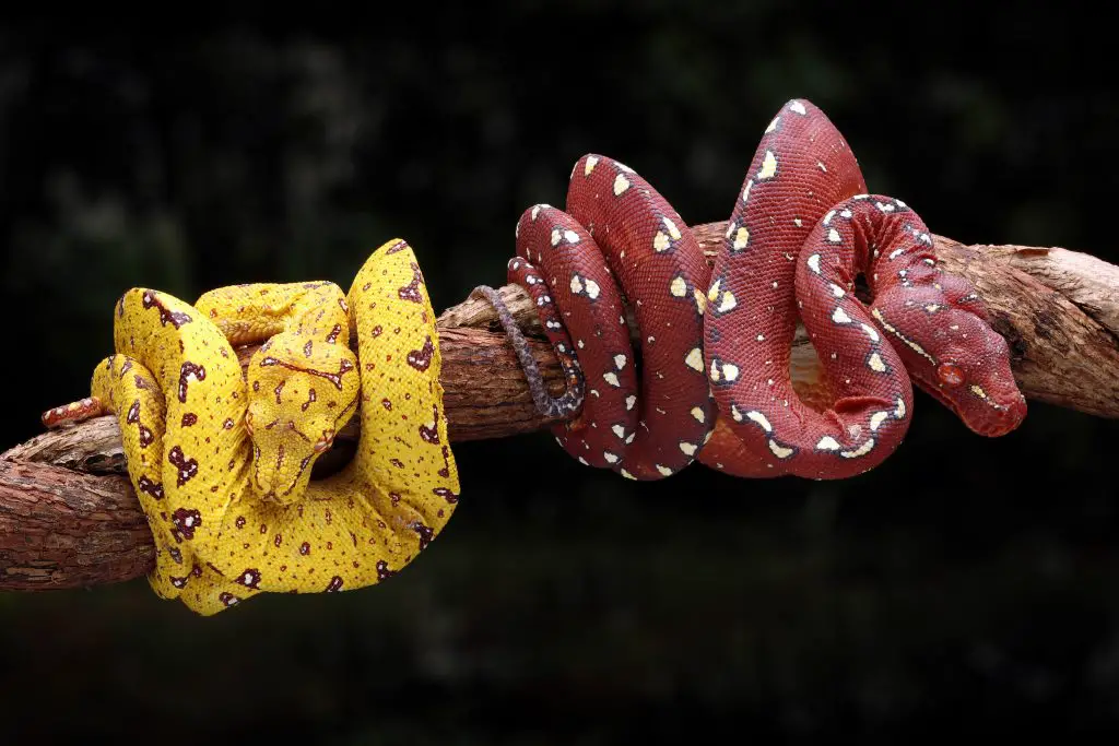 Green Tree Python husbandry