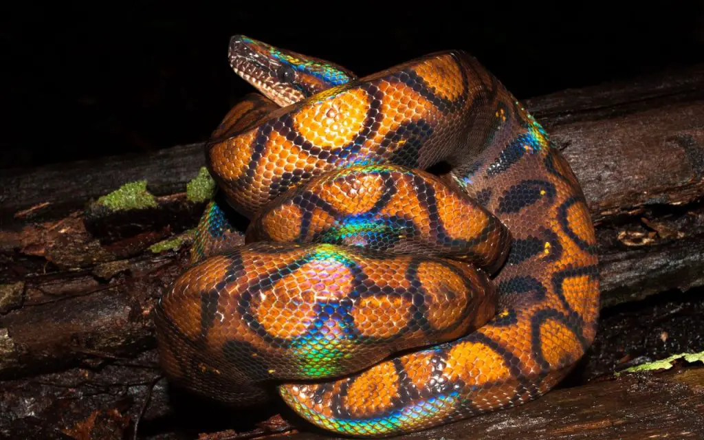 Brazilian rainbow boa husbandry