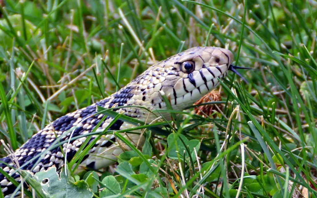 Bull Snake enclosure size