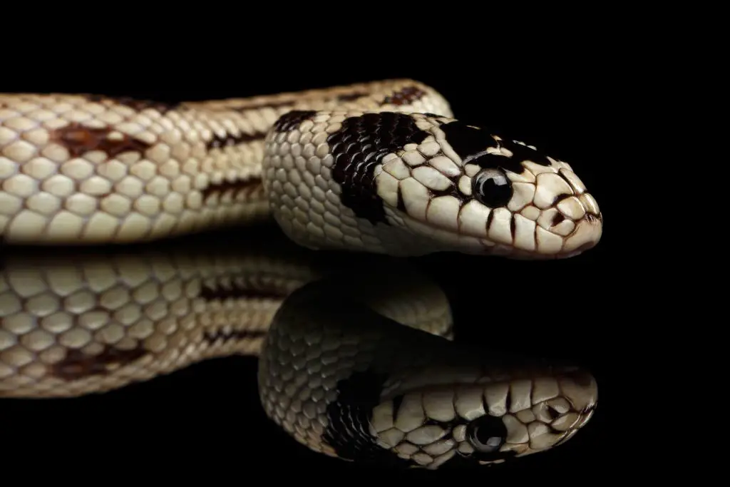 California King Snake size