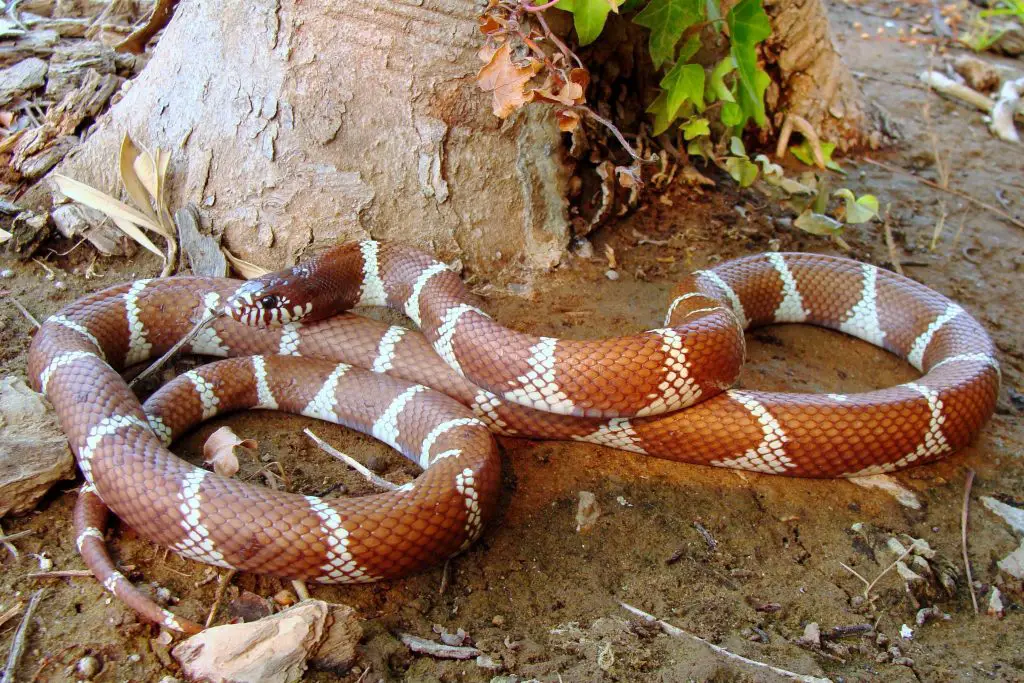 California King Snake size