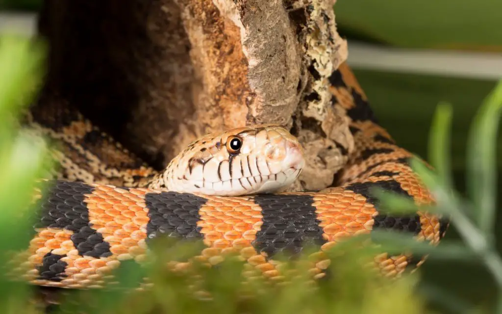 Bull Snake enclosure size