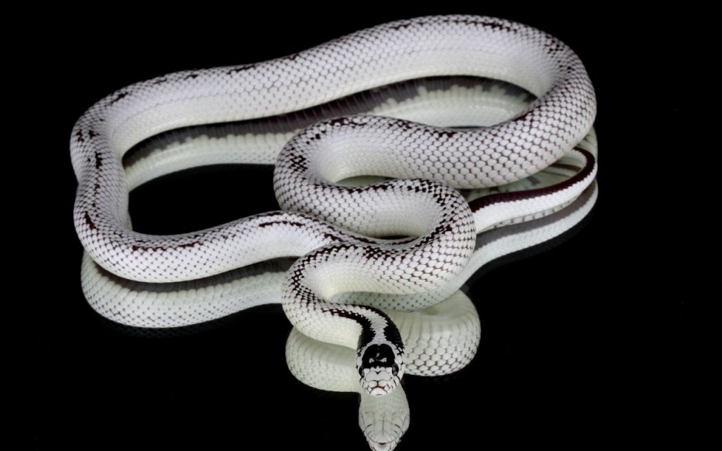 California King Snake size
