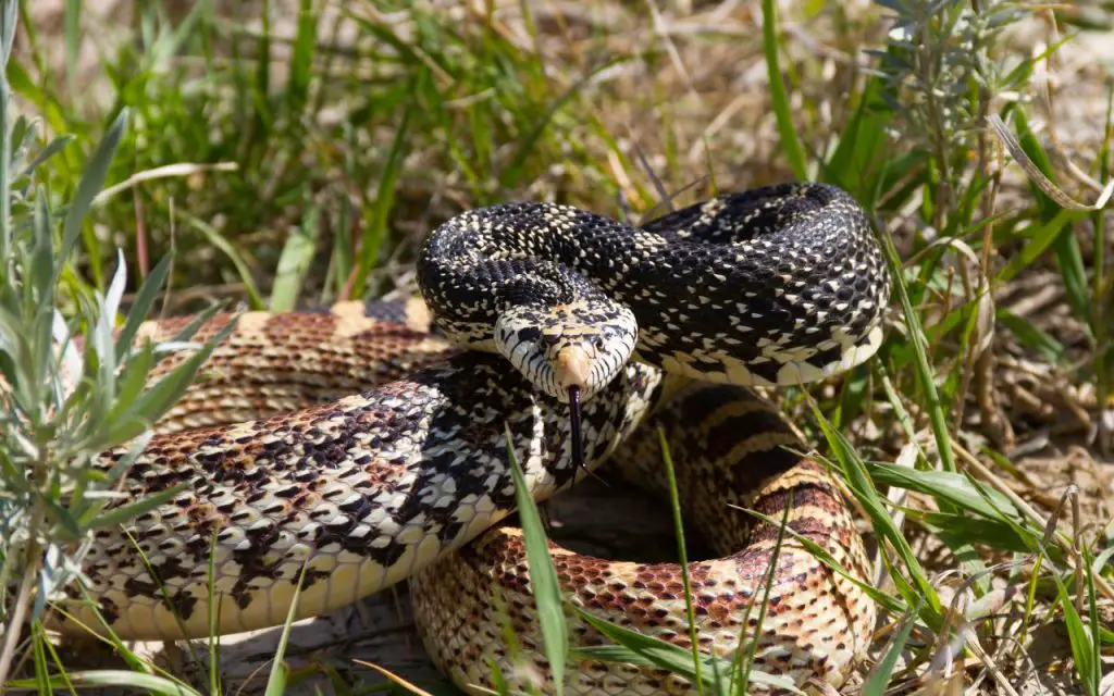 Bull Snake enclosure size