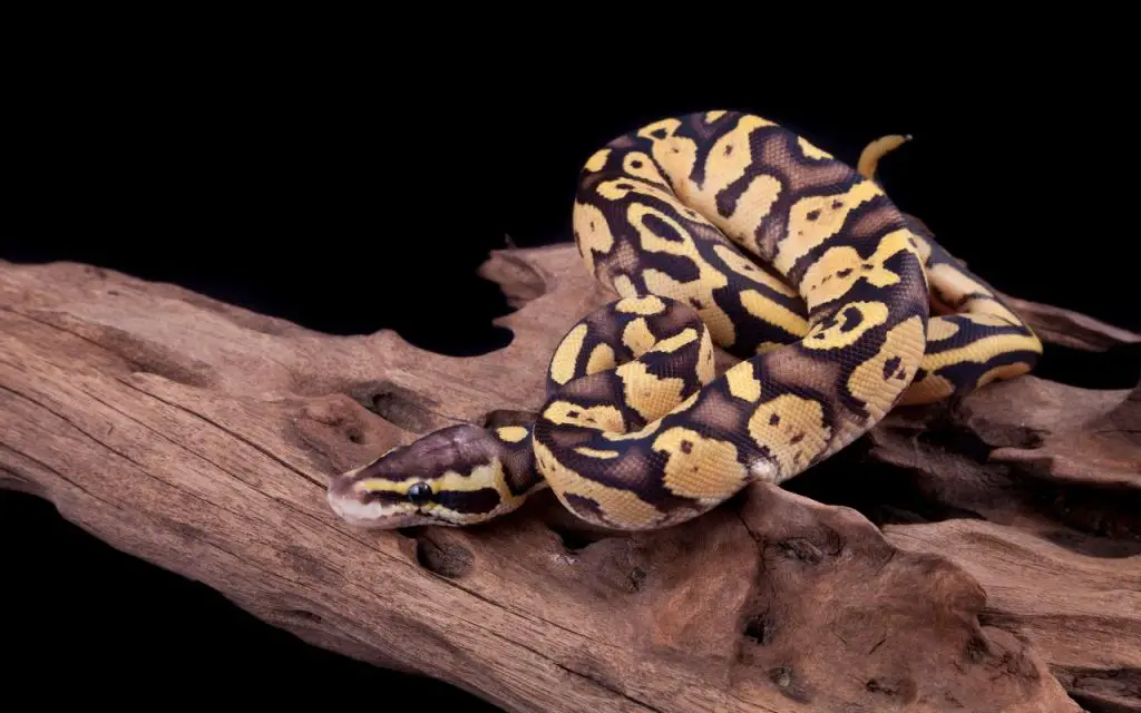 ball python lighting