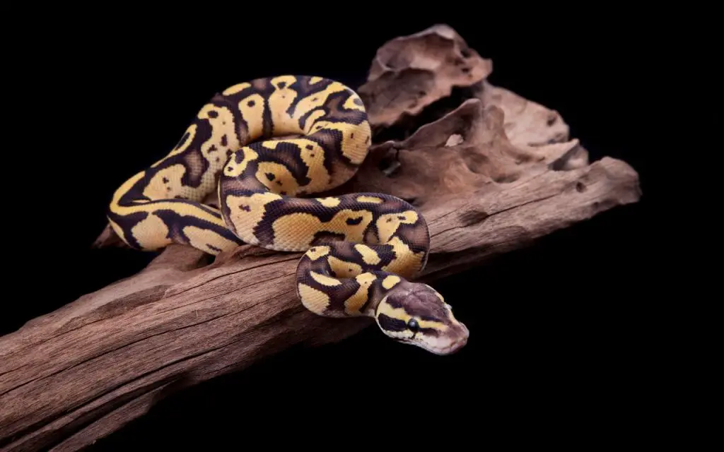 ball python body language