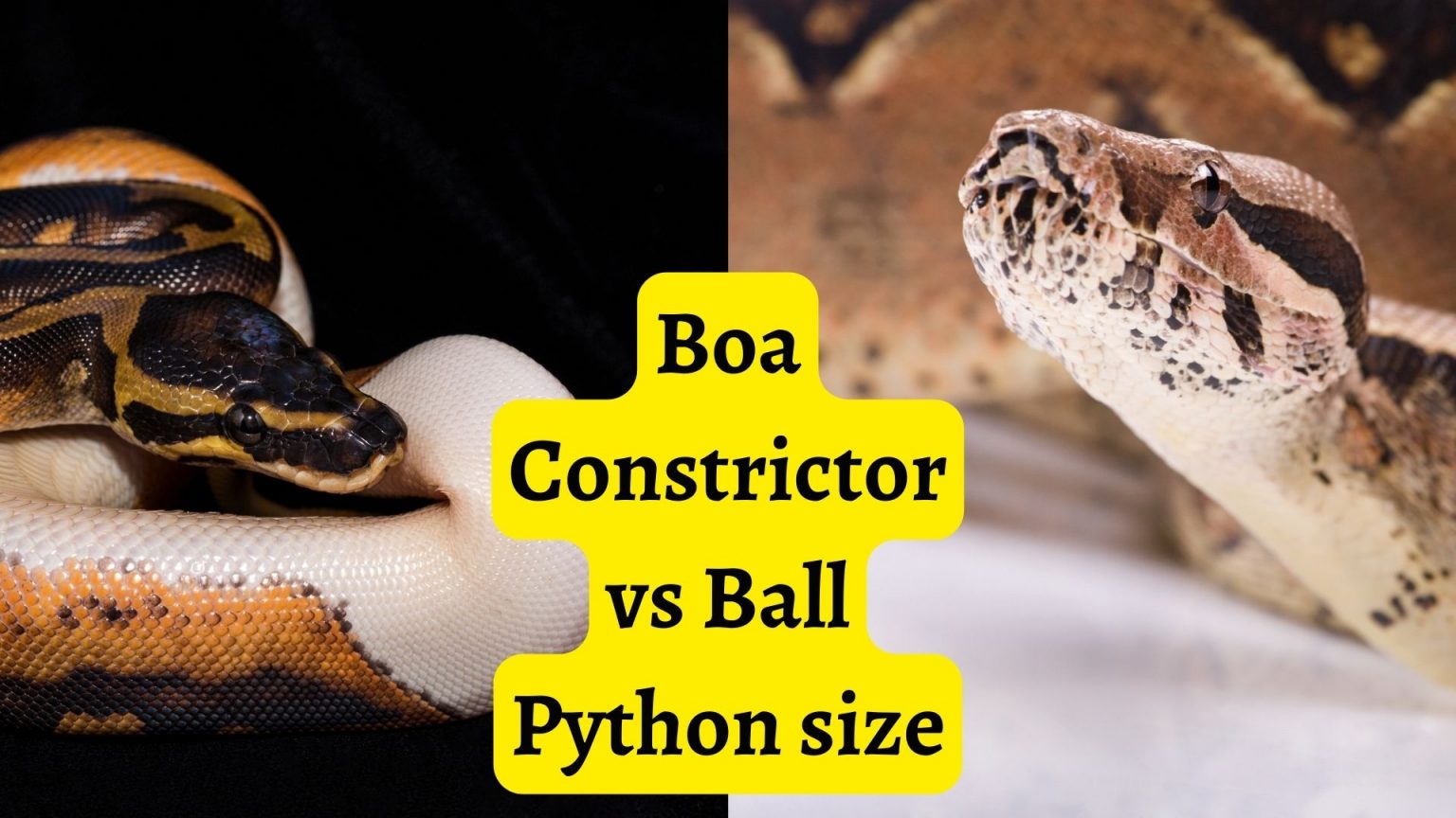 Boa Constrictor vs Ball Python size – BALL PYTHON BREEDER UK