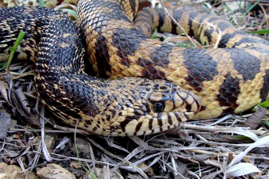 Bull Snake enclosure size