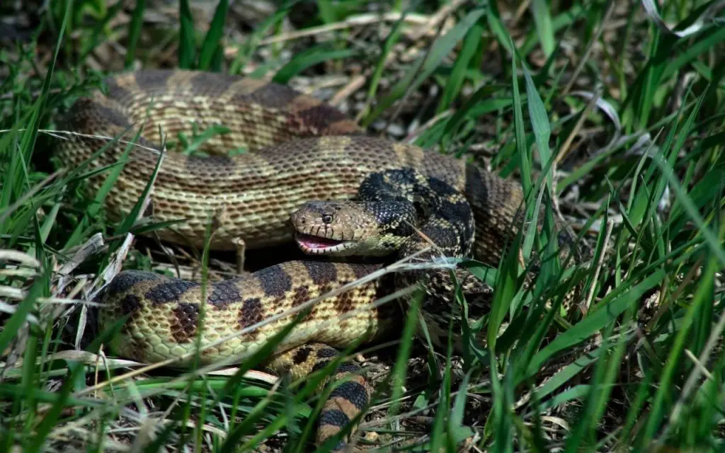 Bull Snake care