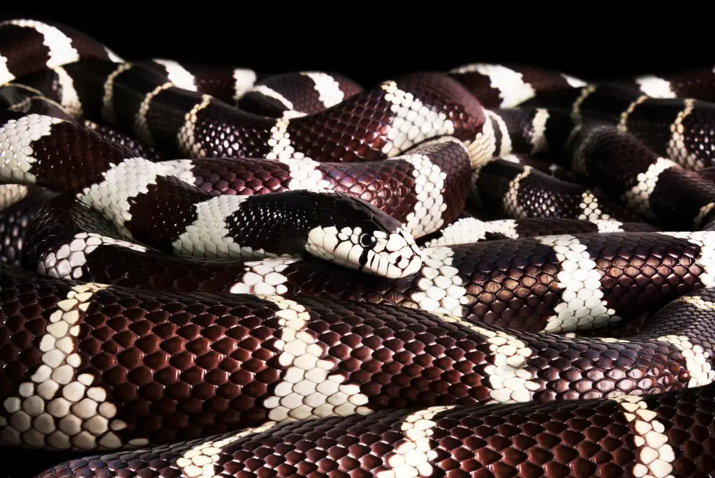 California King Snake size