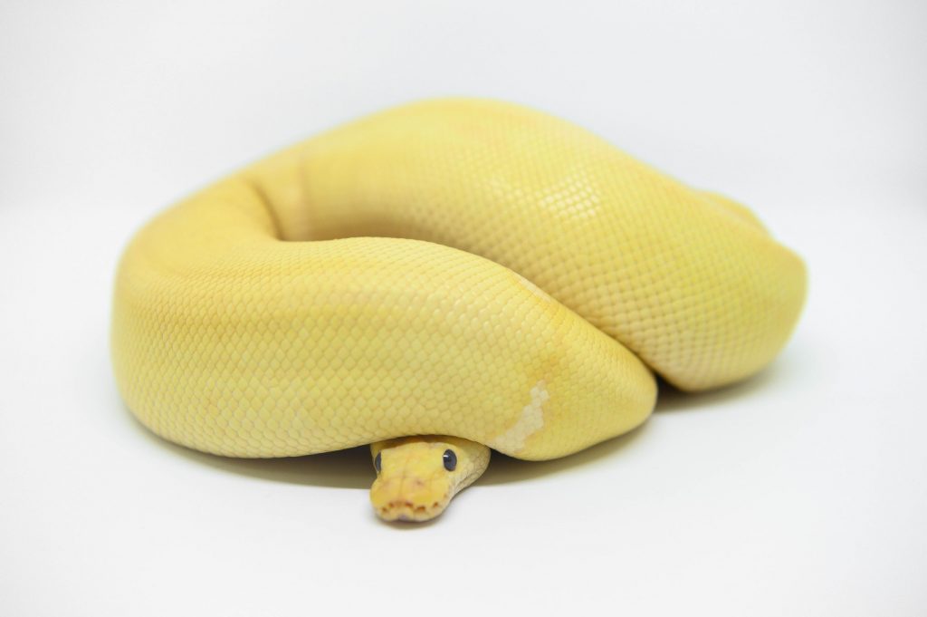 Coral Glow ball python