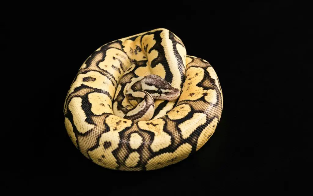 firefly ball python