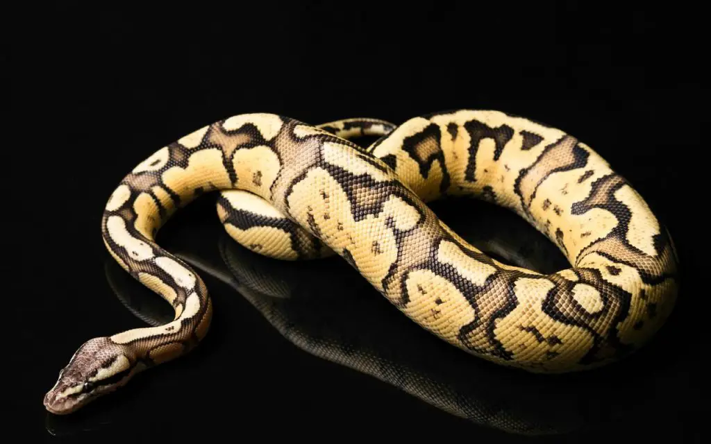 do ball pythons need vitamin supplements?