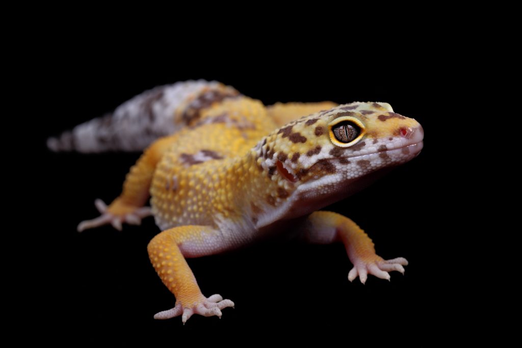 leopard gecko colors