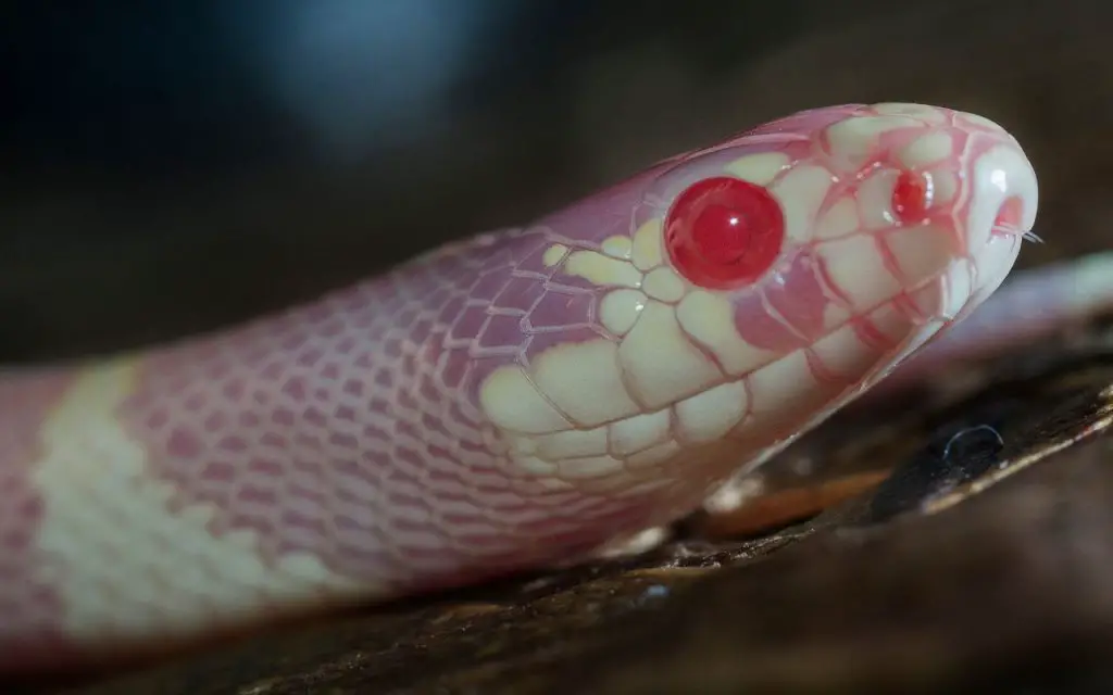 California King Snake size