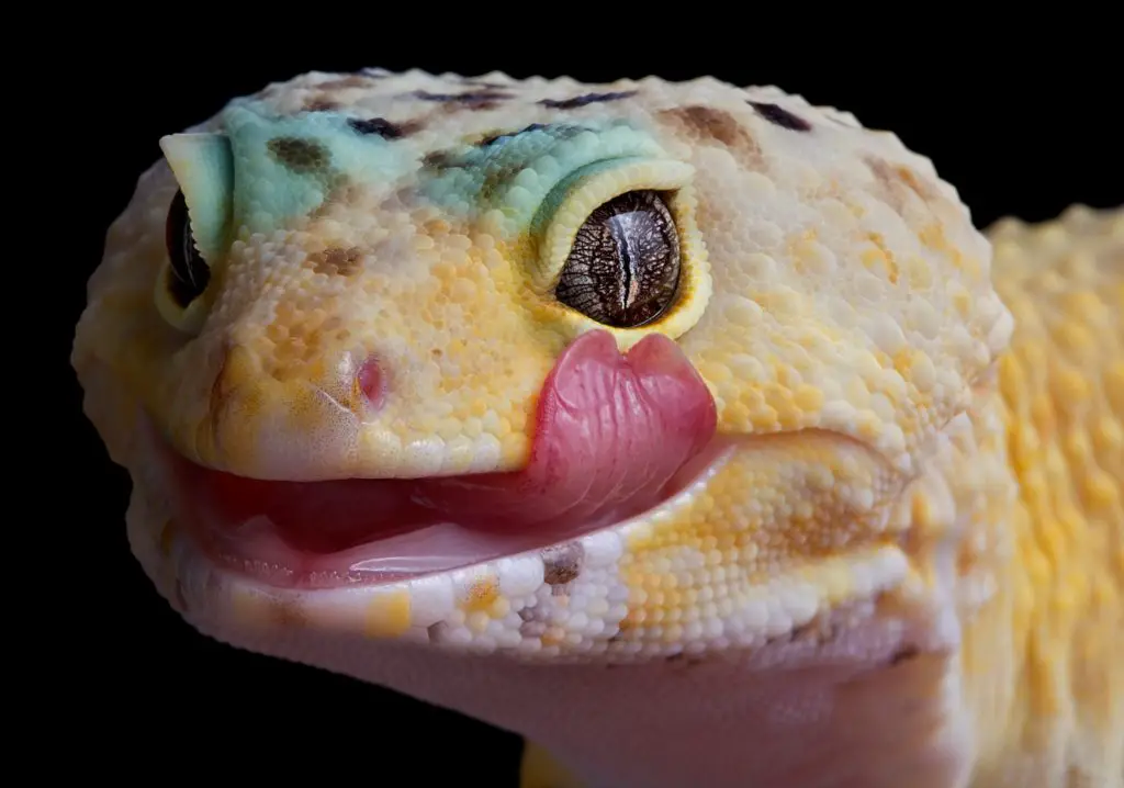 What do young Leopard Geckos eat?