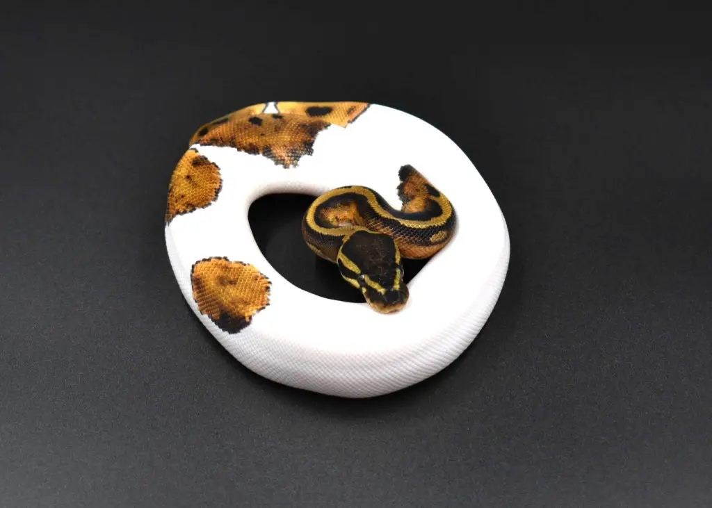 ball python humidity